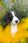 Entlebucher Mountain Dog Puppy