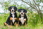 2 Entlebucher Mountain Dogs