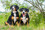 2 Entlebucher Mountain Dogs