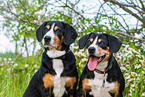 2 Entlebucher Mountain Dogs