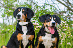 2 Entlebucher Mountain Dogs