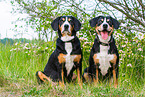 2 Entlebucher Mountain Dogs