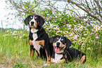 2 Entlebucher Mountain Dogs