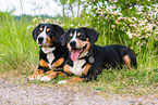 2 Entlebucher Mountain Dogs