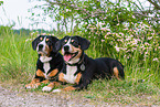 2 Entlebucher Mountain Dogs