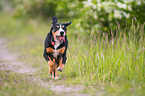 running Entlebucher Mountain Dog