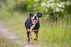 running Entlebucher Mountain Dog