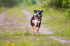 running Entlebucher Mountain Dog