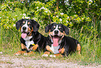 2 Entlebucher Mountain Dogs