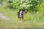 running Entlebucher Mountain Dog