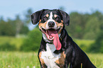 Entlebucher Mountain Dog Portrait