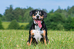 sitting Entlebucher Mountain Dog