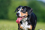Entlebucher Mountain Dog Portrait