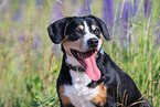 Entlebucher Mountain Dog Portrait