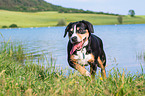 Entlebucher Mountain Dog at the lake