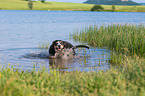 Entlebucher Mountain Dog at the lake