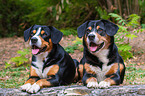 two Entlebucher Mountain Dogs