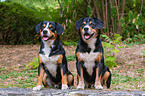 two Entlebucher Mountain Dogs