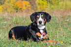 lying Entlebucher Mountain Dog