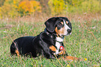 lying Entlebucher Mountain Dog