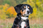 Entlebucher Mountain Dog Portrait