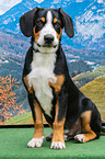 sitting Entlebucher Mountain Dog