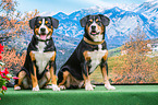 sitting Entlebucher Mountain Dogs