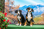 sitting Entlebucher Mountain Dogs