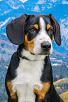 Entlebucher Mountain Dog portrait