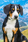 Entlebucher Mountain Dog