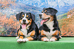 lying Entlebucher Mountain Dogs