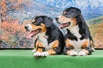 lying Entlebucher Mountain Dogs