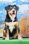 sitting Entlebucher Mountain Dog