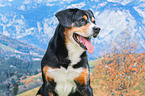 Entlebucher Mountain Dog portrait
