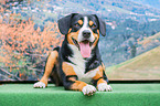 lying Entlebucher Mountain Dog