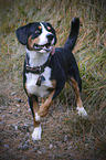 standing Entlebucher Mountain Dog
