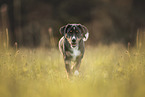 Entlebuch mountain dog puppy