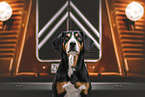 female Entlebucher Mountain Dog