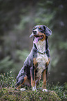 Entlebuch Mountain Dog im summer