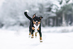 Entlebuch Mountain Dog in winter
