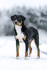 Entlebuch Mountain Dog in winter