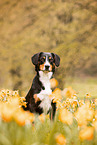 Entlebuch Mountain Dog