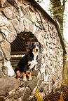 Entlebuch Mountain Dog