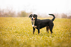 Entlebuch Mountain Dog