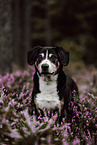 Entlebuch Mountain Dog