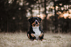 Entlebuch Mountain Dog