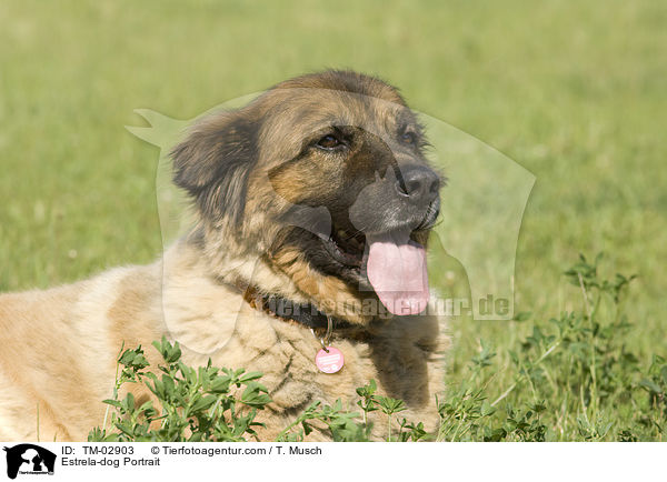 Estrela Berghund Portrait / Estrela-dog Portrait / TM-02903