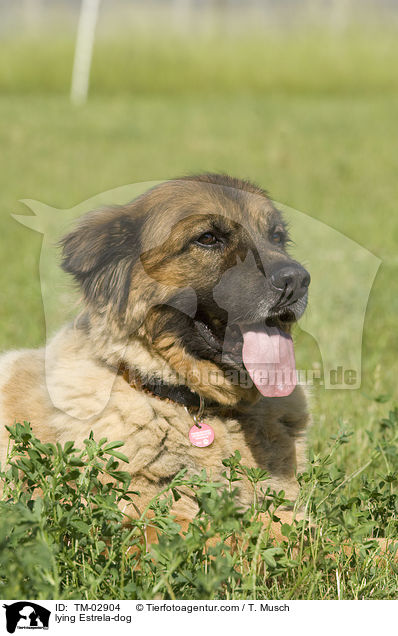 liegender Estrela Berghund / lying Estrela-dog / TM-02904