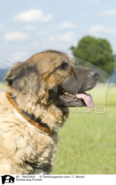 Estrela Berghund Portrait / Estrela-dog Portrait / TM-02905