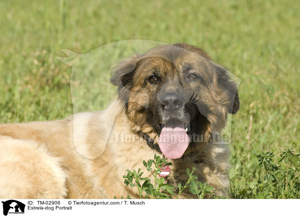 Estrela-dog Portrait / TM-02906
